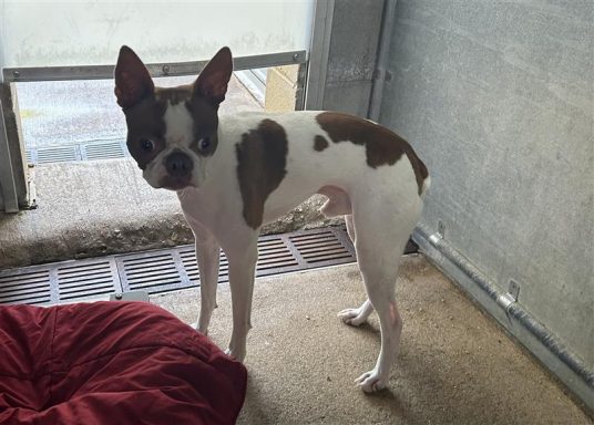 white brown male boston terrier