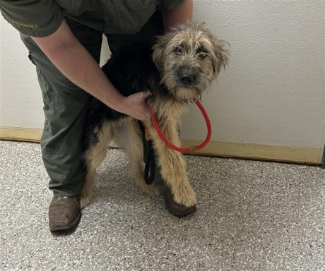 Tan black terrier mix female