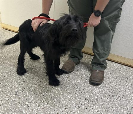 black male terrier mix