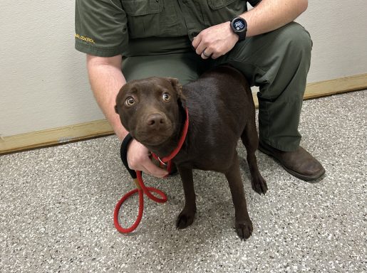 Brown and white dog being pet