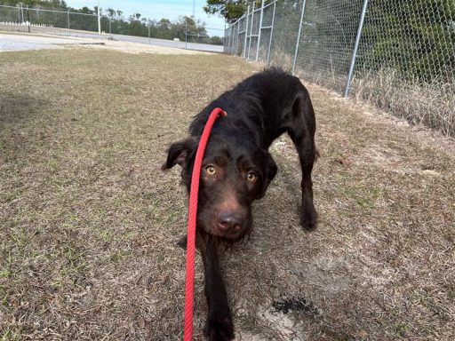 male brown wirehaired pointer
