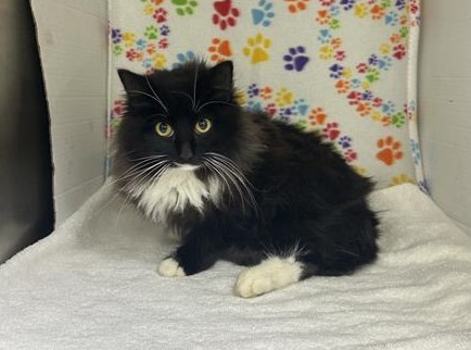 Black and white cat sitting in kennel