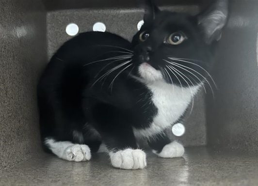 Black and white kitten sitting in kennel