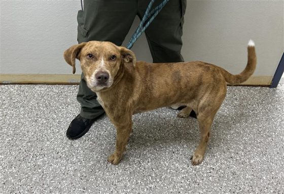 tan white mixed breed dog
