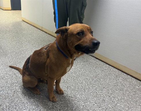 red colored male mastiff mix dog