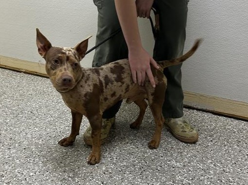 Borwn & tan mixed breed small dog walking in hallway