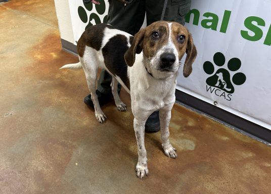 White and black tricolor hound mixed breed standing in hallway