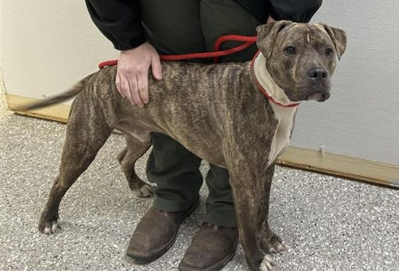 Tan and black brindle mixed breed dog standing in hallway