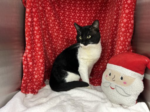 Black and white cat sitting on blanket