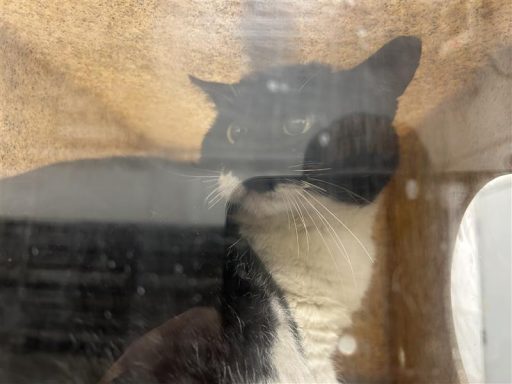 Black & white cat sitting in kennel