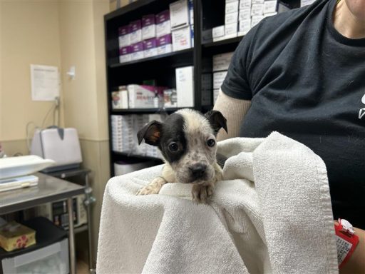 white black female puppy