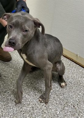 gray female bulldog mix