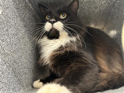 Black & white cat sitting in kennel