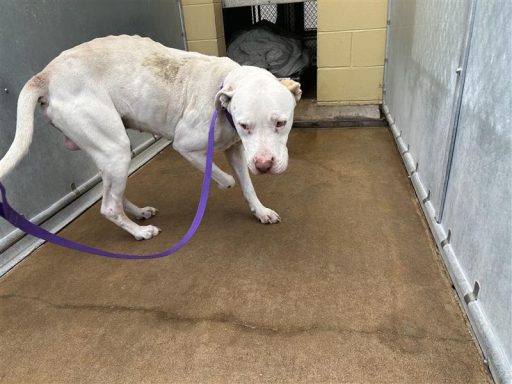 white tan male bulldog mix