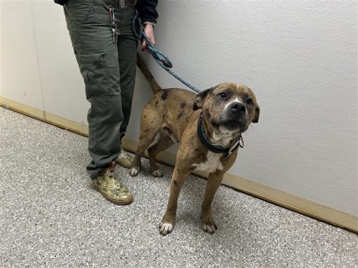 merle color male mixed breed dog