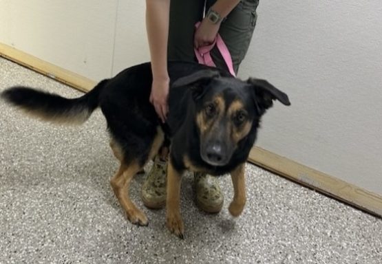 Black and tan mixed breed dog walking in hallway
