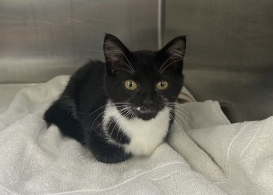 Black and white kitten laying in kennel