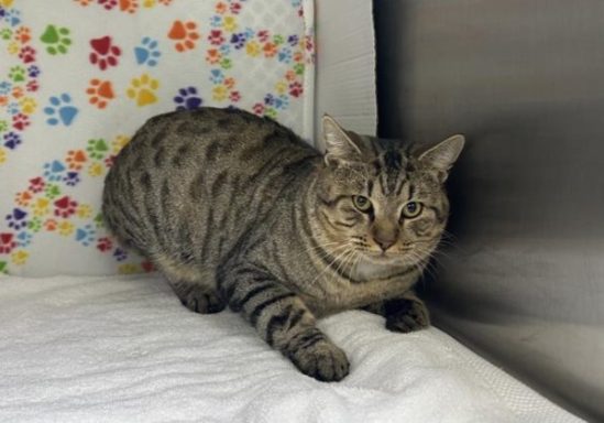 Grey & black tabby cat laying on blanket