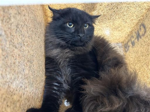 black cat with longer hair