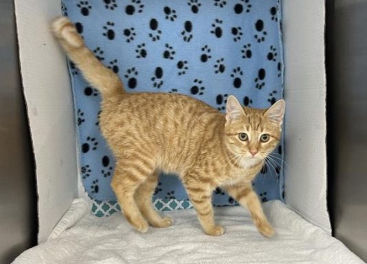 Orange and white tabby cat walking in kennel