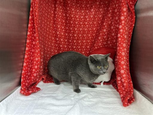 gray cat