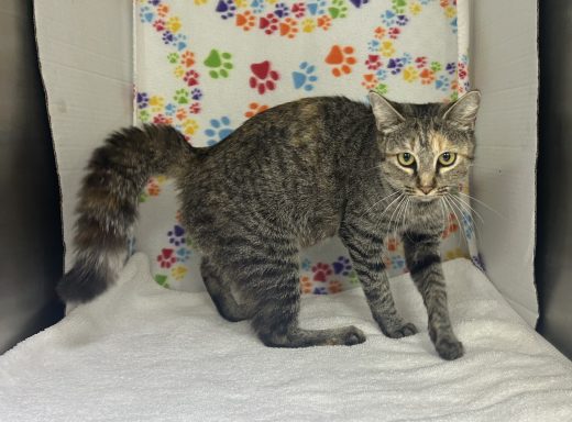 Grey and black tabby tortie cat walking in kennel