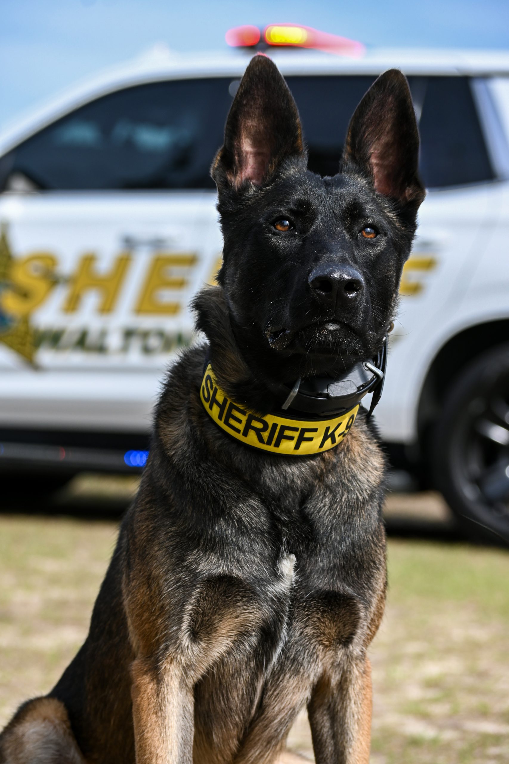 “Close-up of a sheriff K-9 wearing a yellow Sheriff K-9’ collar, with a patrol vehicle blurred in the background.