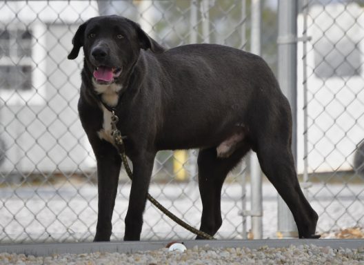 Grey and white lab mixed breed dog walking in grass