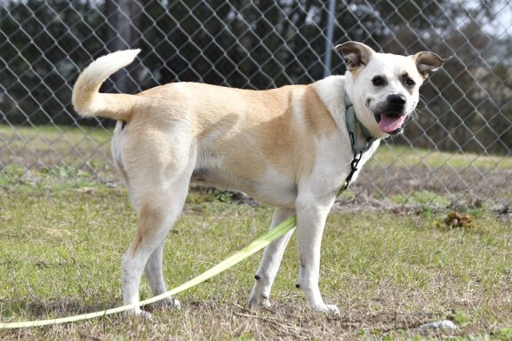 Tan and white mixed breed dog standing in grass