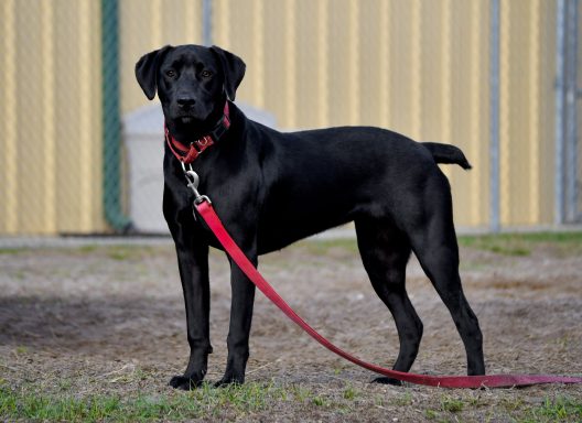 Black mixed breed dog standing in grass