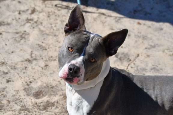 Grey and white mixed breed dog looking at camera