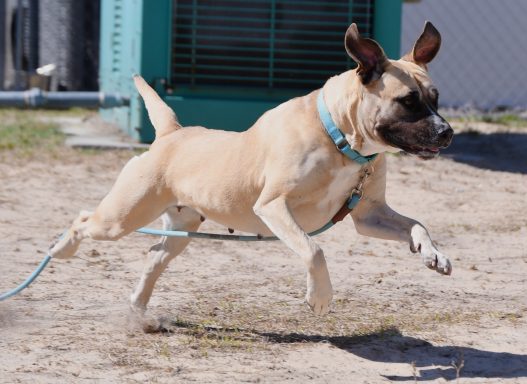 Tan and black mixed breed dog running in sand
