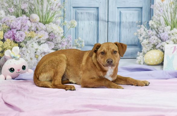 Red and white mixed breed dog laying on background