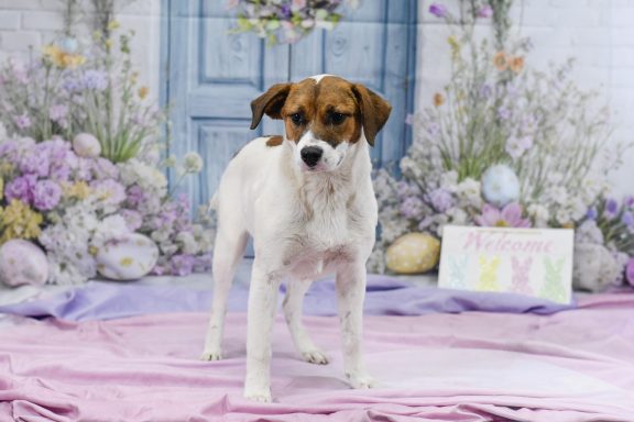 Brown and white mixed breed dog standing on backdrop