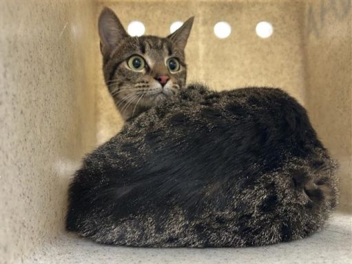 Grey and black tabby laying in kennel