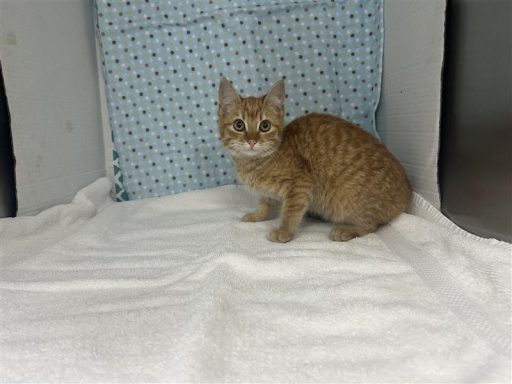 orange female tabby kitten