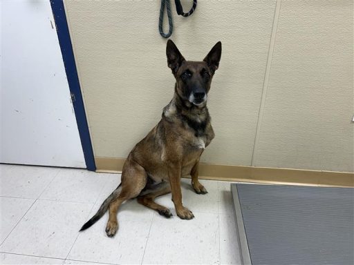 brown fawn female belgian mainois