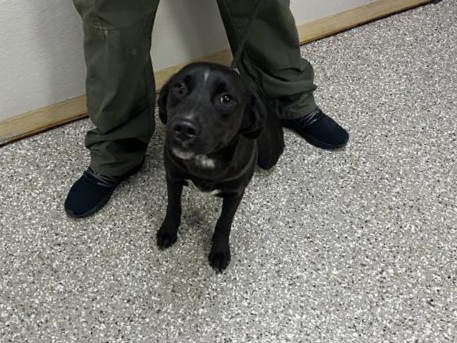 Black and white mixed breed dog sitting in hallway