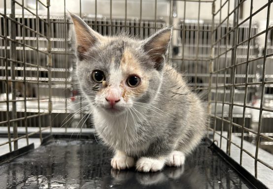 Grey and orange calico mixed breed kitten sitting in kennel