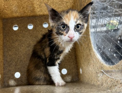 black and orange calico cat sitting in kennel