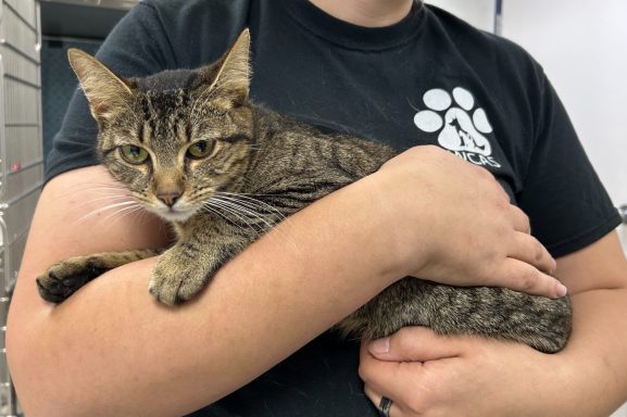 Grey and black tabby cat being held