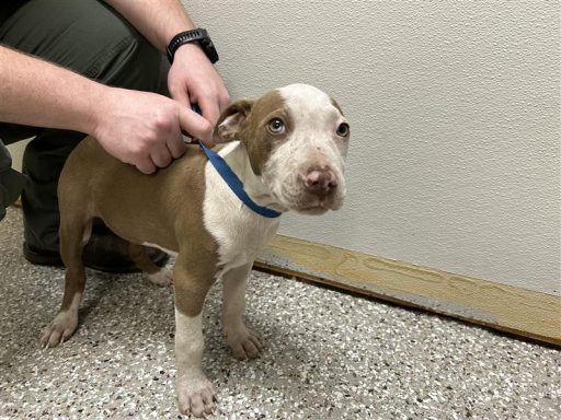 tan white male bulldog mix puppy