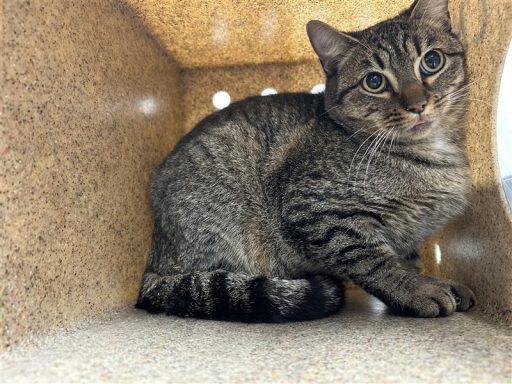 gray tabby cat in kennel