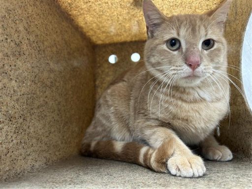 cream brown tabby cat in kennel