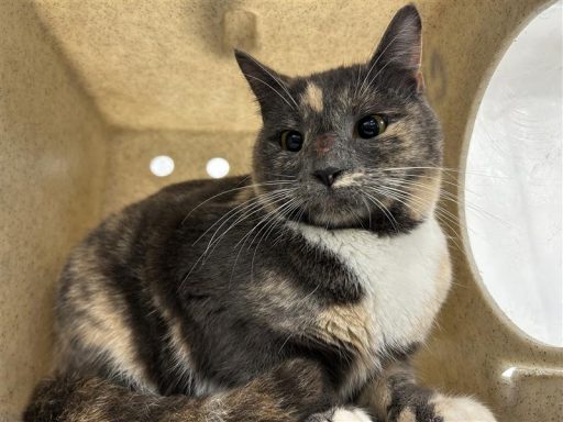 gray muted calico with white female cat