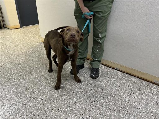 brown white male dog