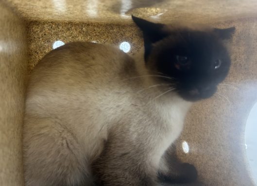 Creme and brown seal point cat sitting in kennel
