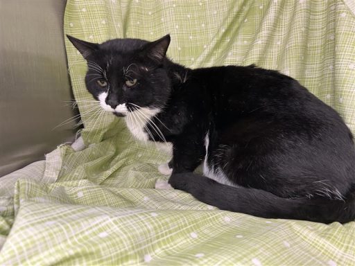 black and white male cat