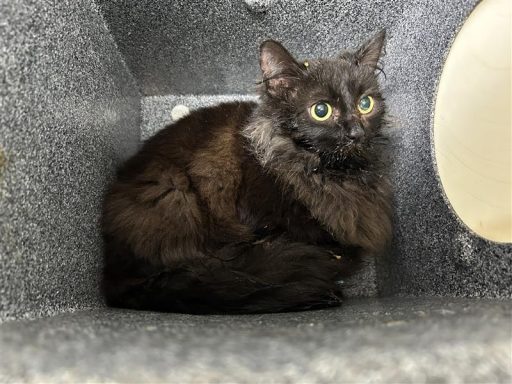 Calico cat in kennel
