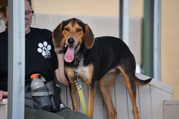 Black and tan hound mixed breed sitting on bench